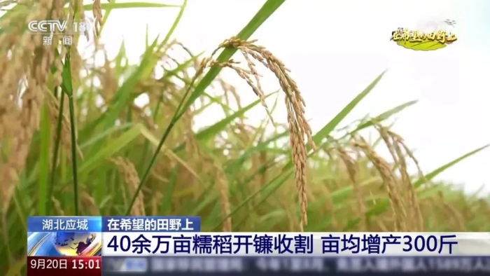 央视聚焦！KY开元这台“收稻神器”刷屏湖北旷野